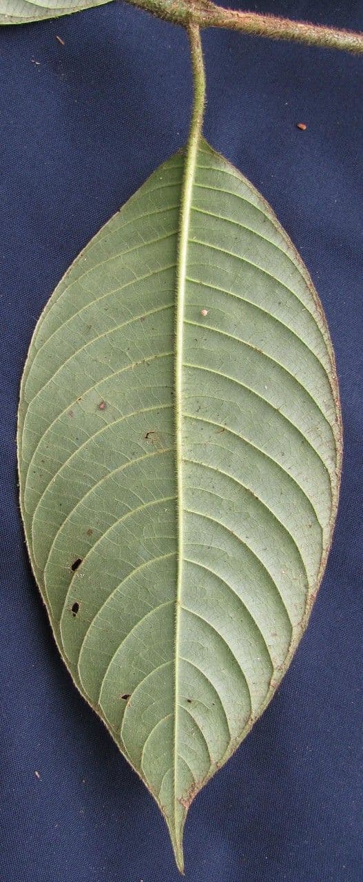 Psychotria 15