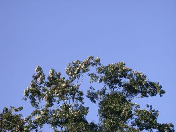 Lorito-Baum 6
