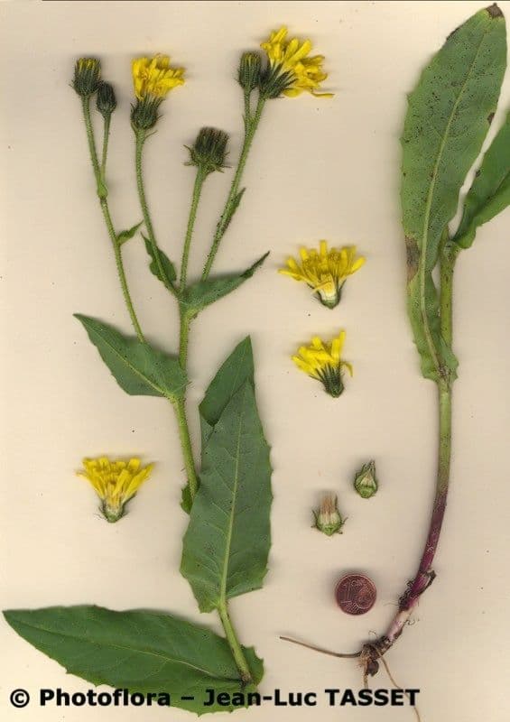 Hieracium