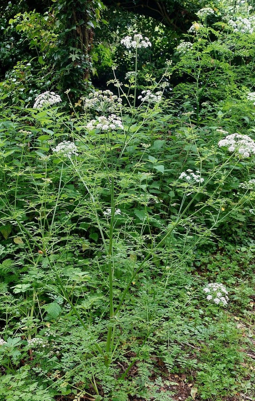 Finocchio acquatico 14