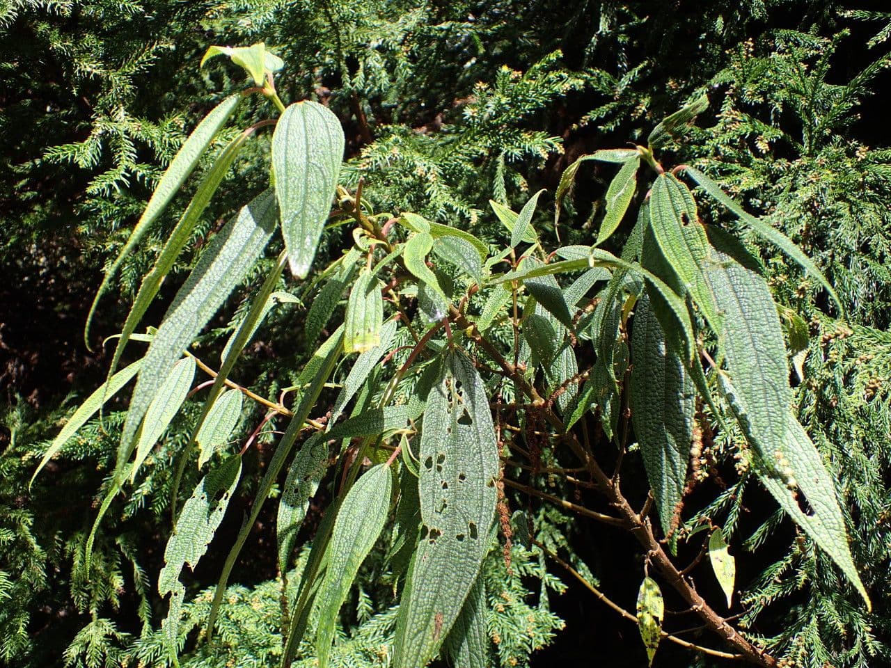 Ortica falsa pendula 28