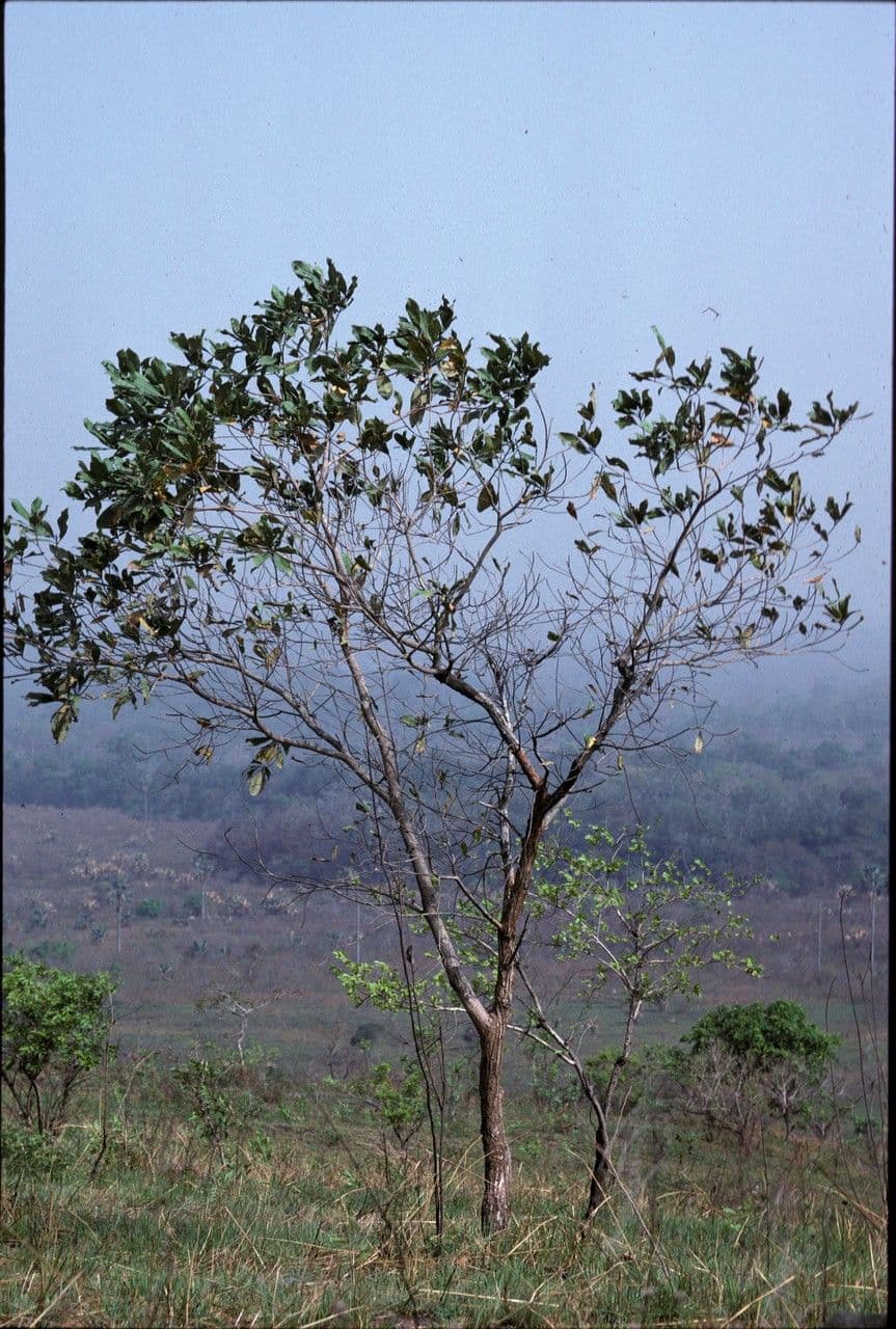 Terminalia 2
