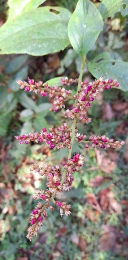 Chamissoa Altissima 7