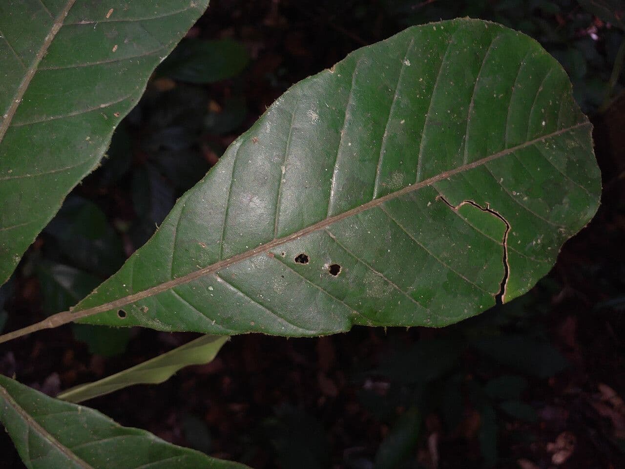 Trichilia 4