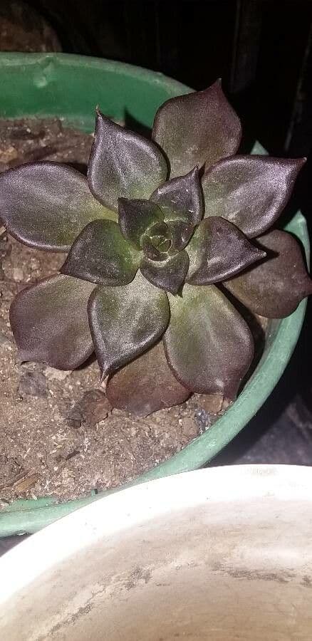 Echeveria 16