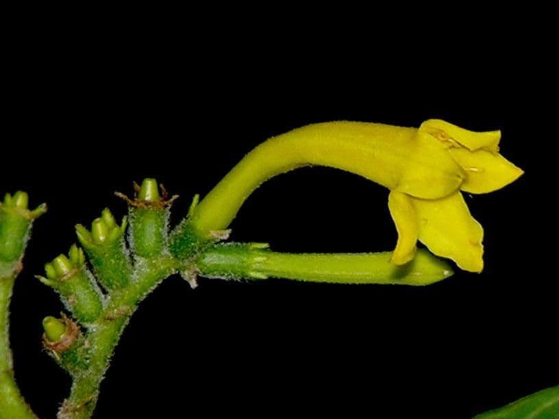 Hamelia 3