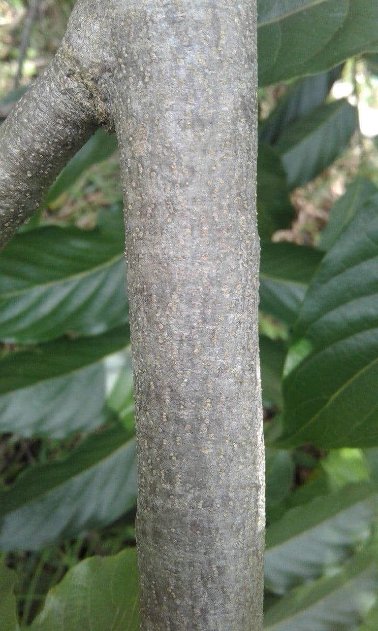 Ylang-ylang 24