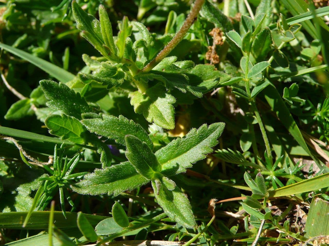 Veronica orsiniana 13