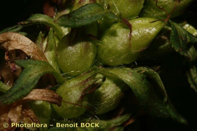 Pedicularis senza becco 3