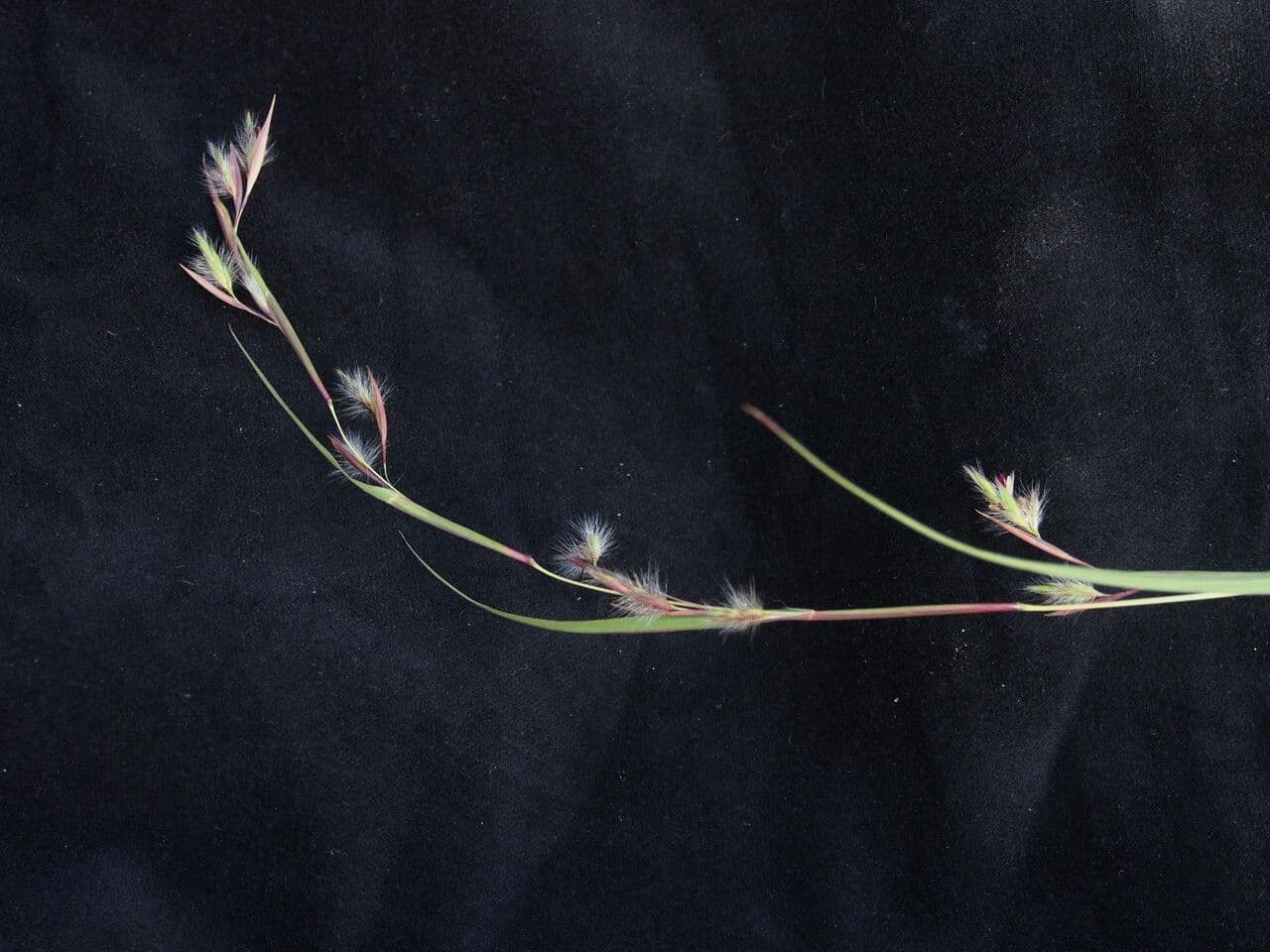Themeda 4