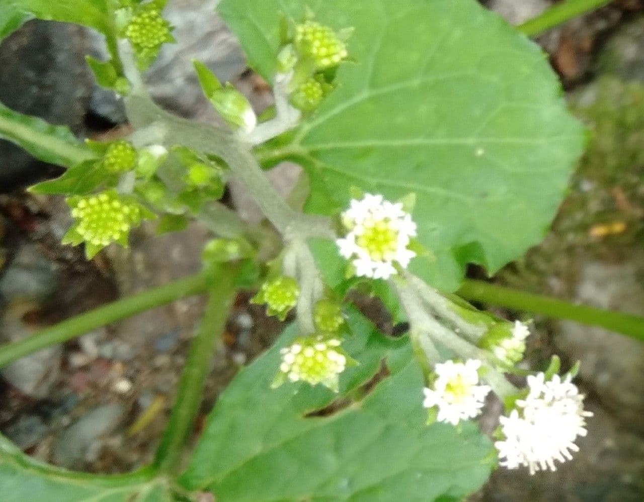 Adenocaulon 2