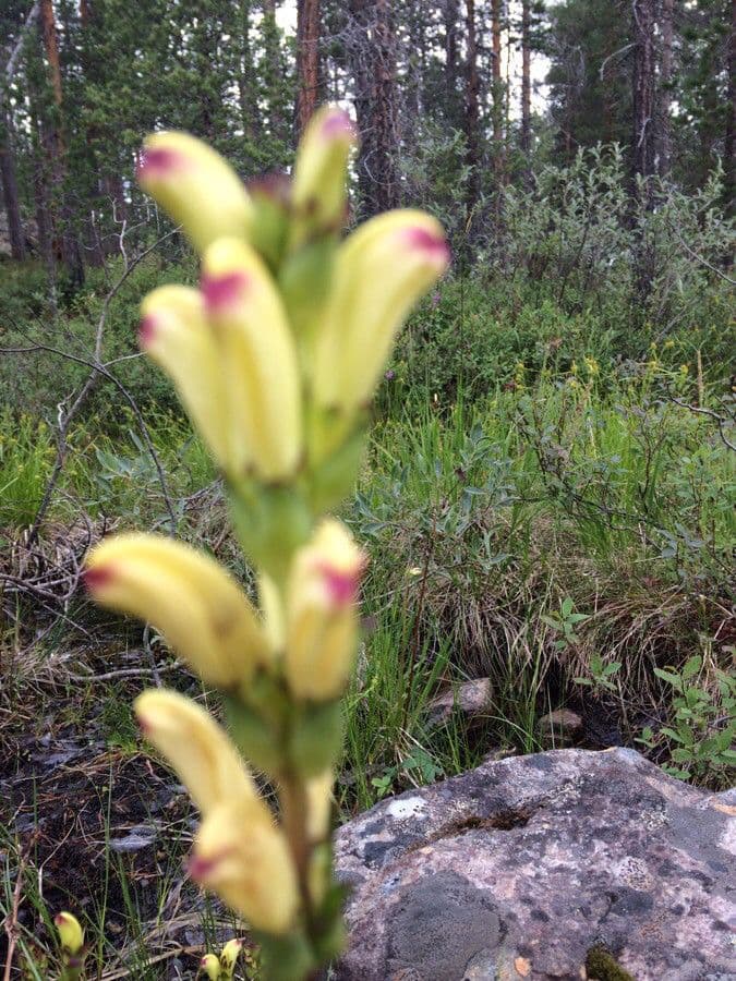 Pedicularis sceptrum-carolinum 6