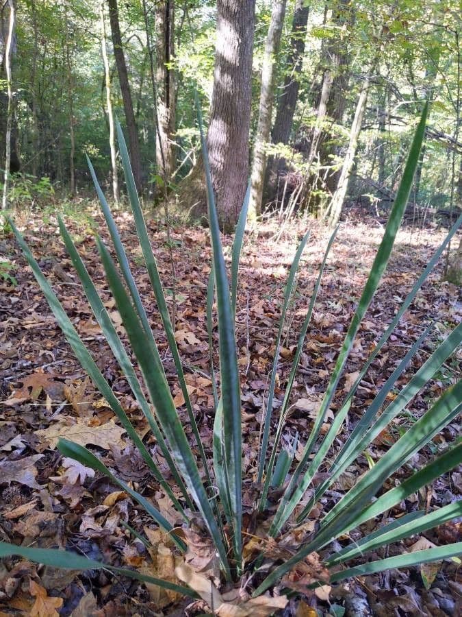 Arkansas-Yucca 18