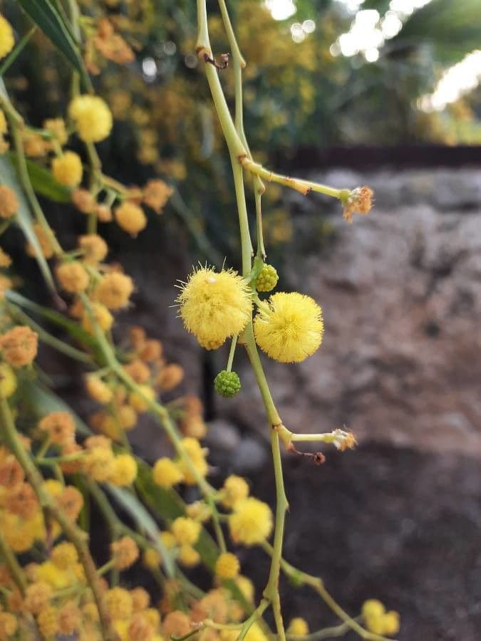 Acacia saligna