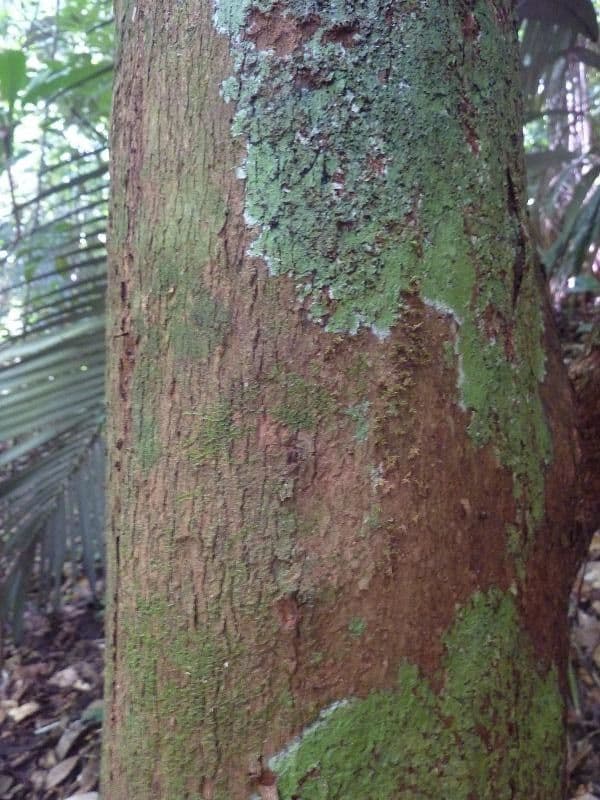 Richeria grandis 12