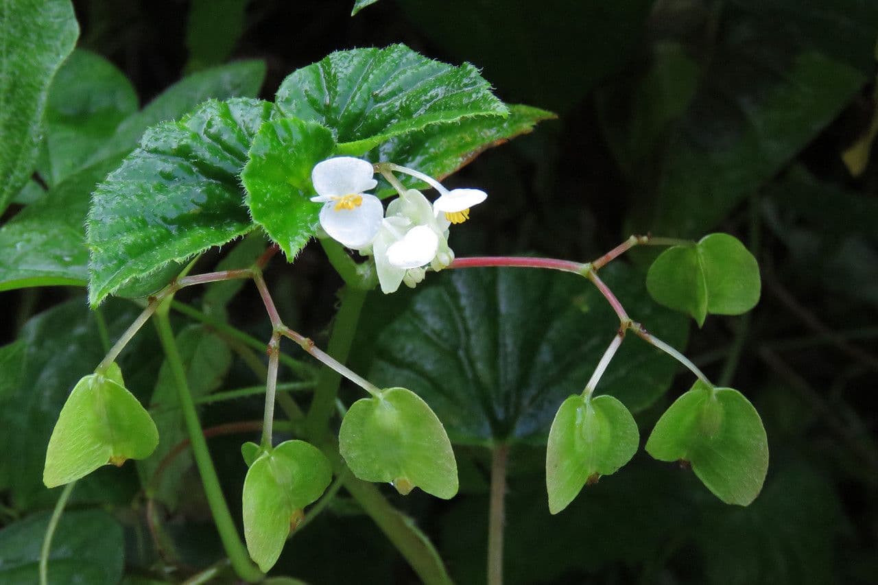 Begonia 3