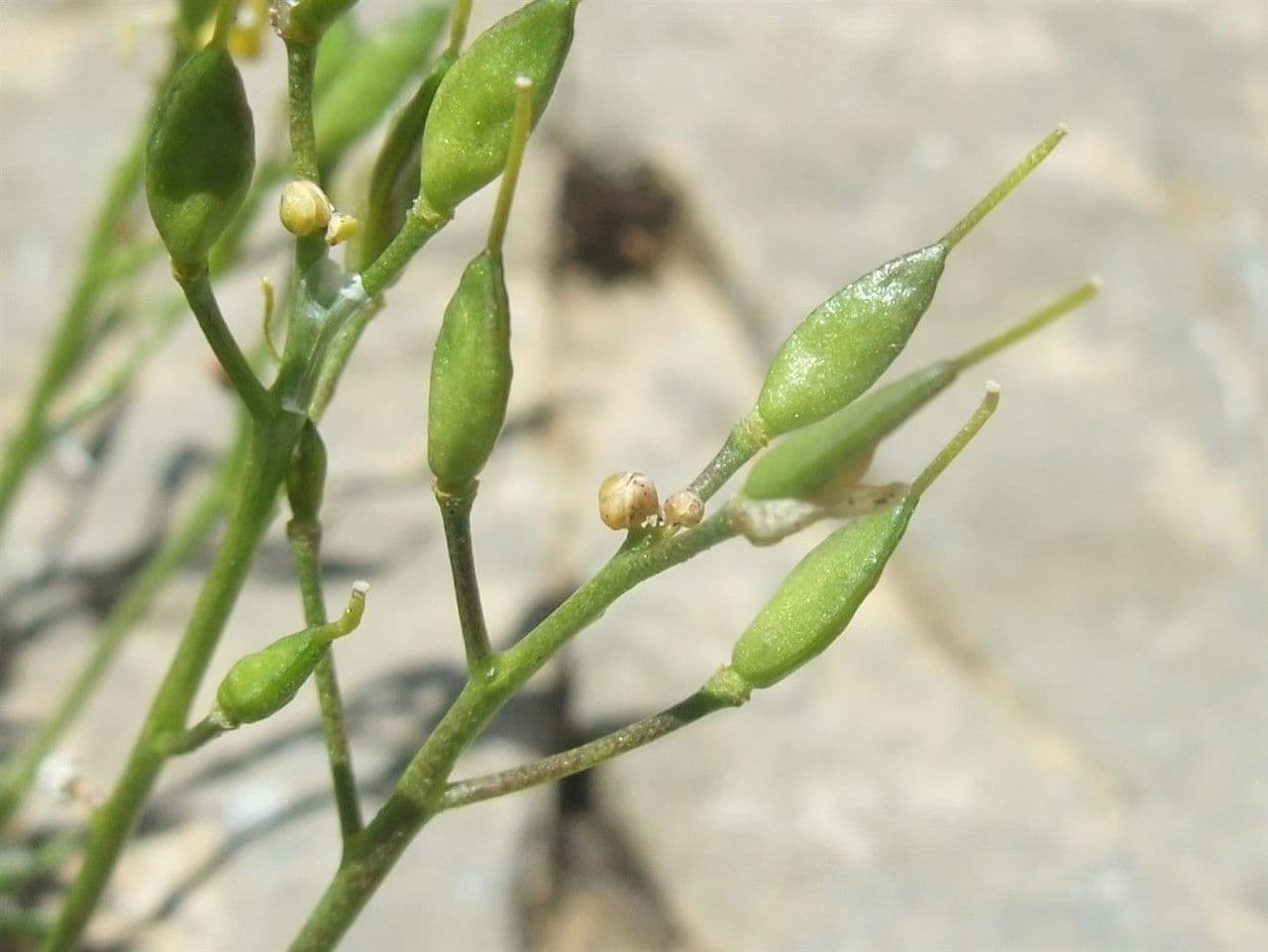 Draba aizoides 5