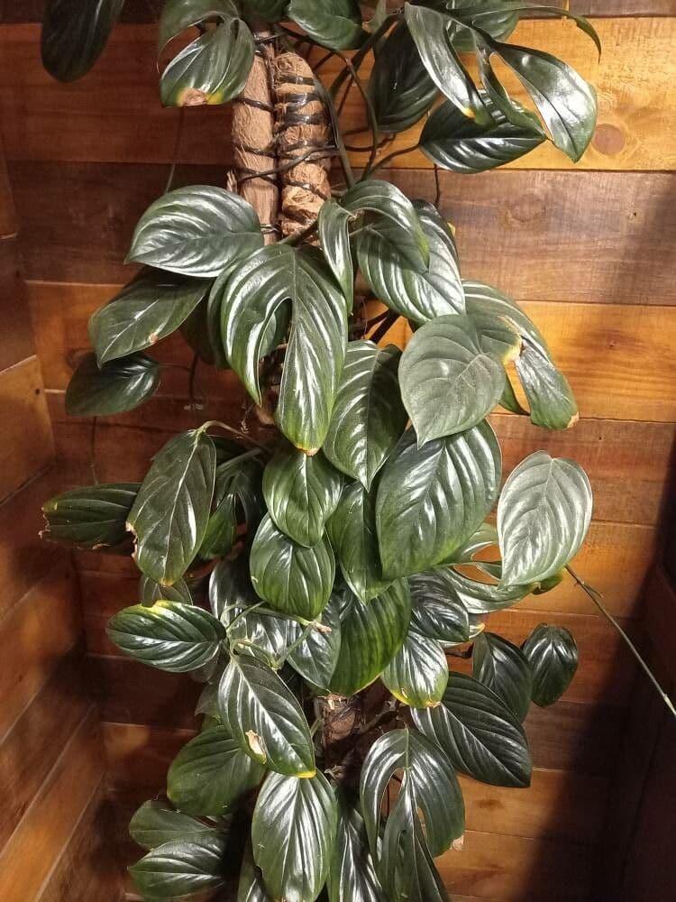 Monstera péřodílná
