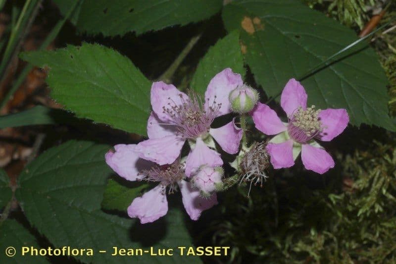 Rubus rudis 3