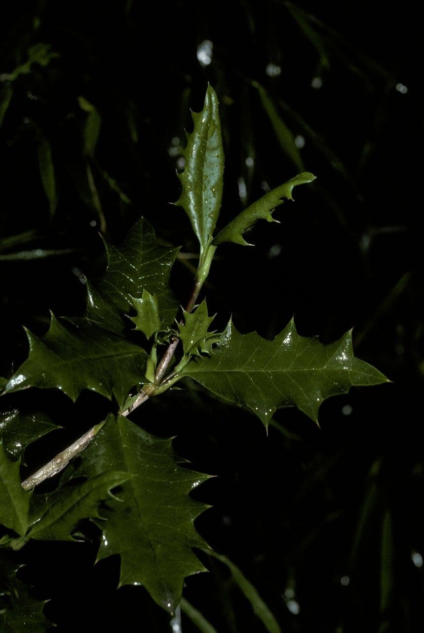 Desfontainia lucente 6