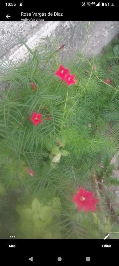 Ipomoea quamoclit 16