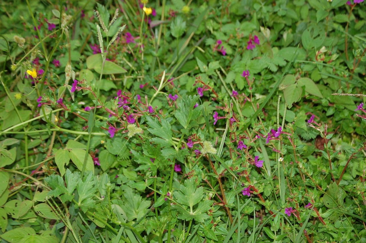 Cuphea 7