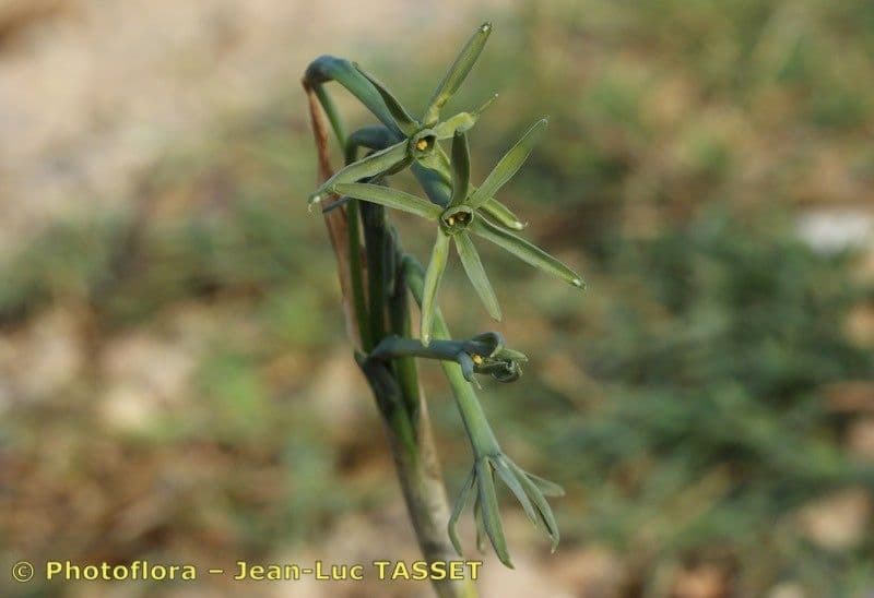 Narciso 2