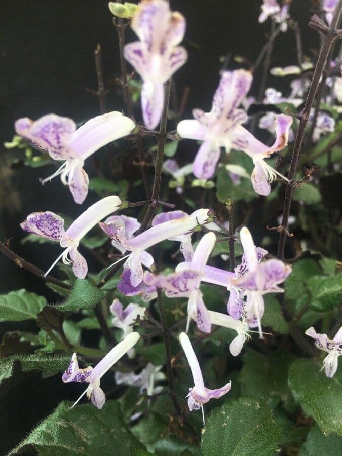 Plectranthus 4