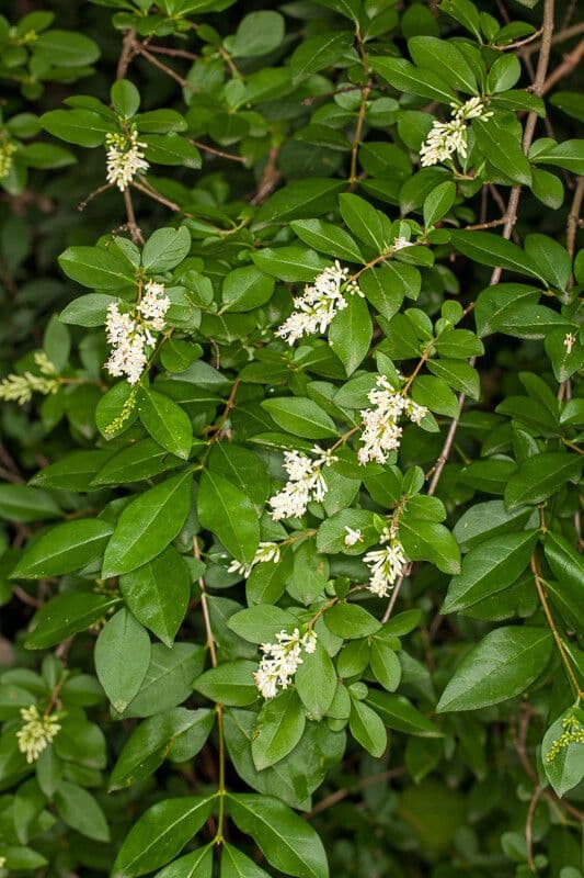 Border privet 2