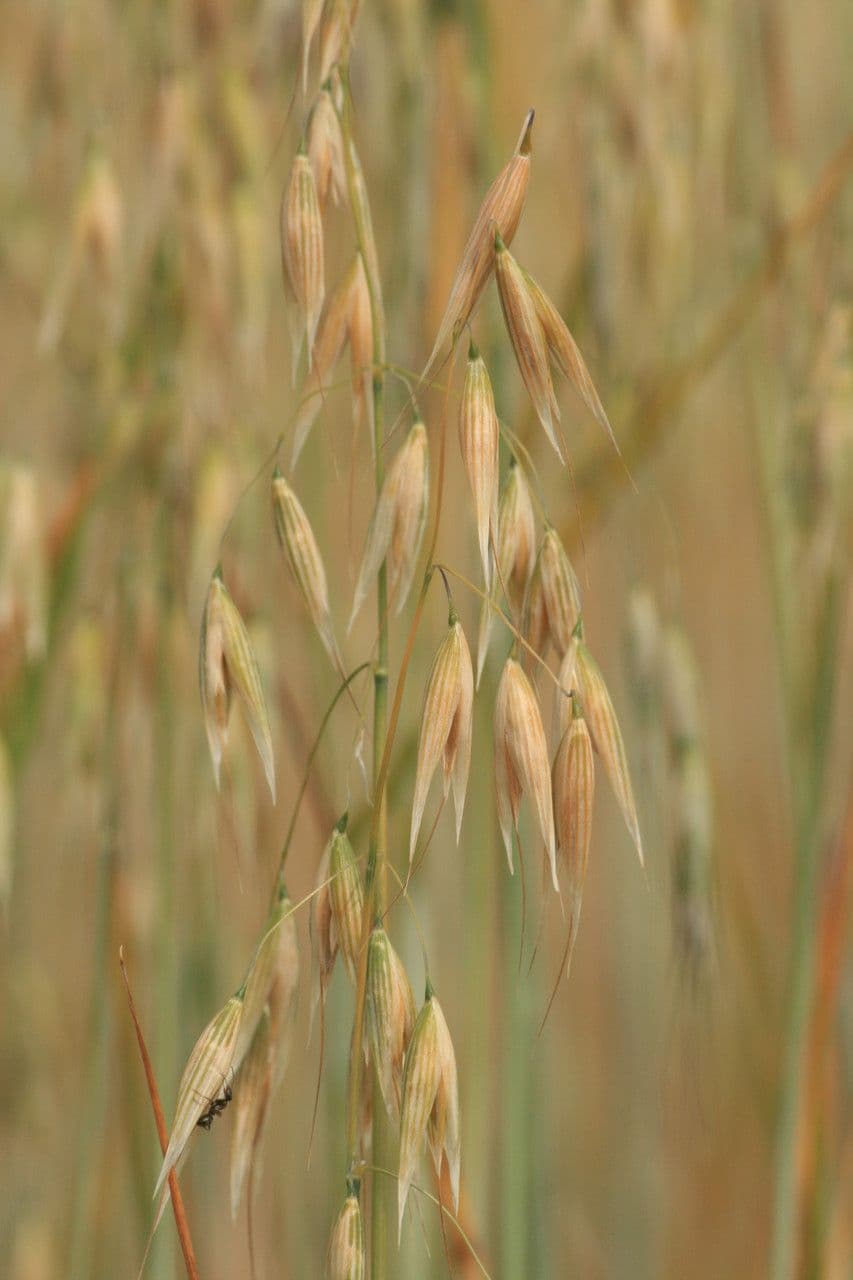 Avena 10