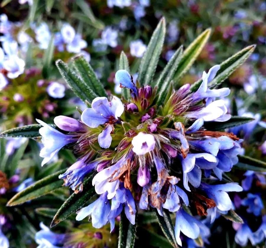Lithodora 4