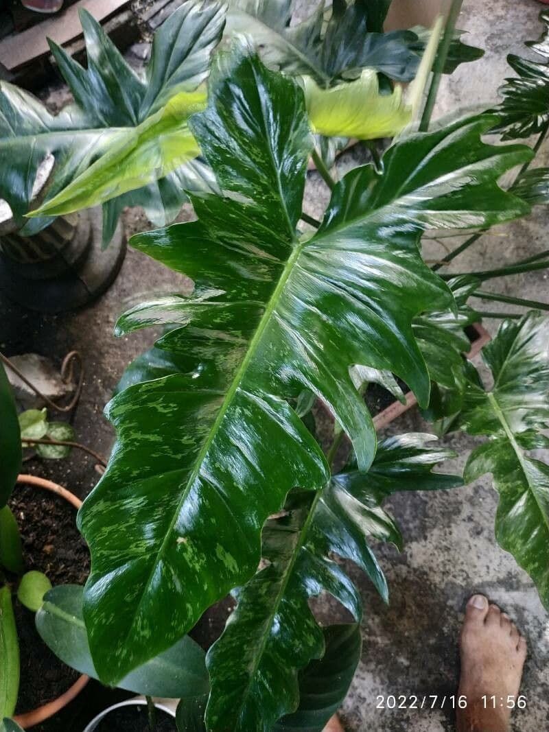 Philodendron géant