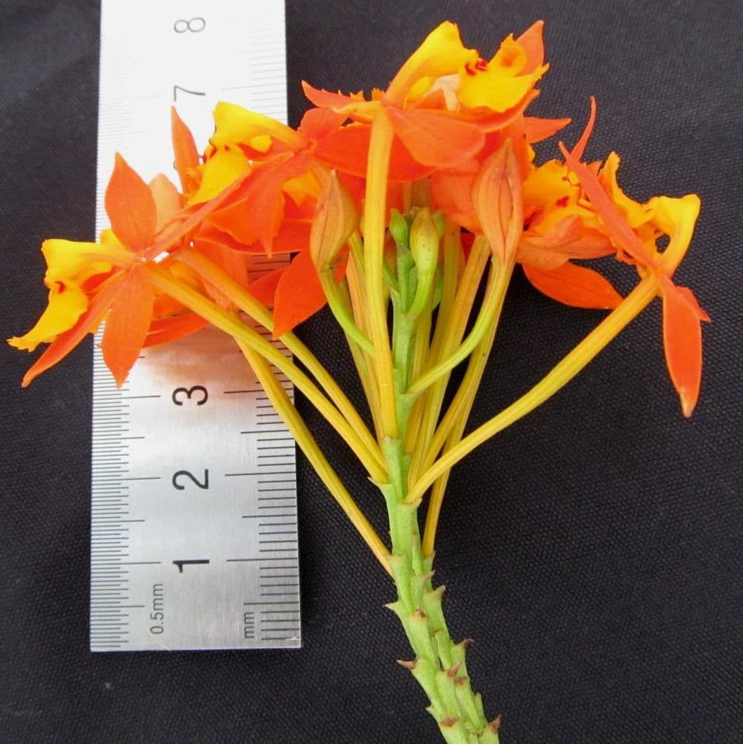 Epidendrum radicans 27