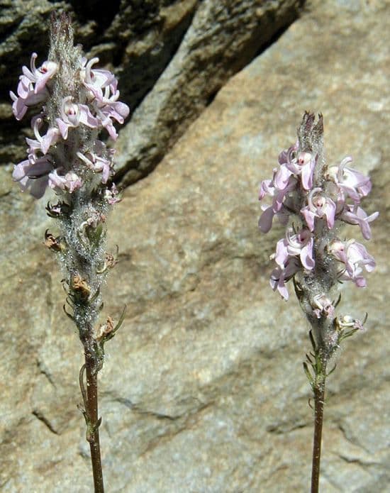 Pedicularis 8