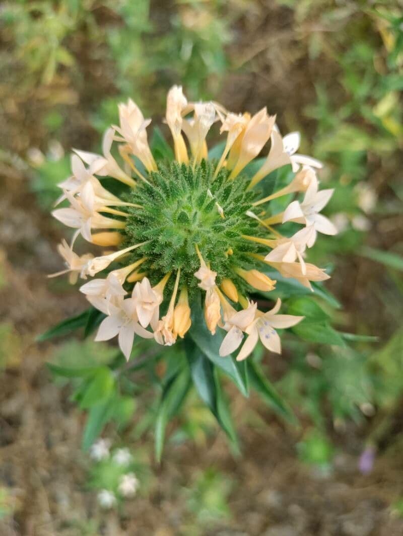 Collomia grandiflora 2