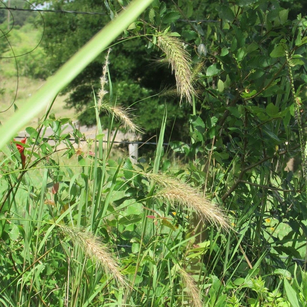 Elymus canadensis 12