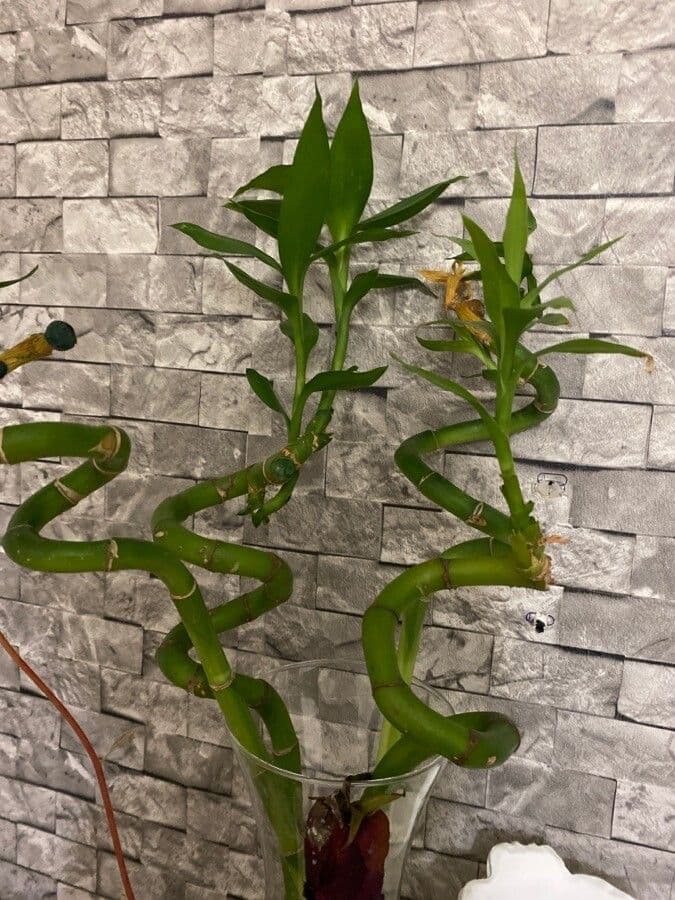 Dracena 8