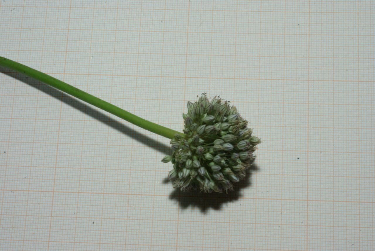 Aglio 5