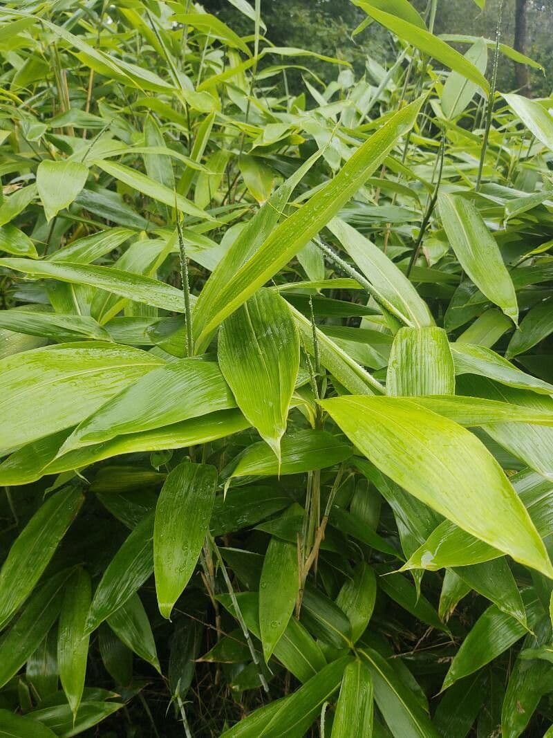 Bambù palmata 5