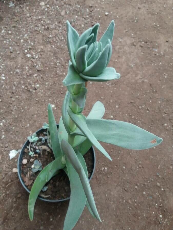 Crassula perfoliata 8