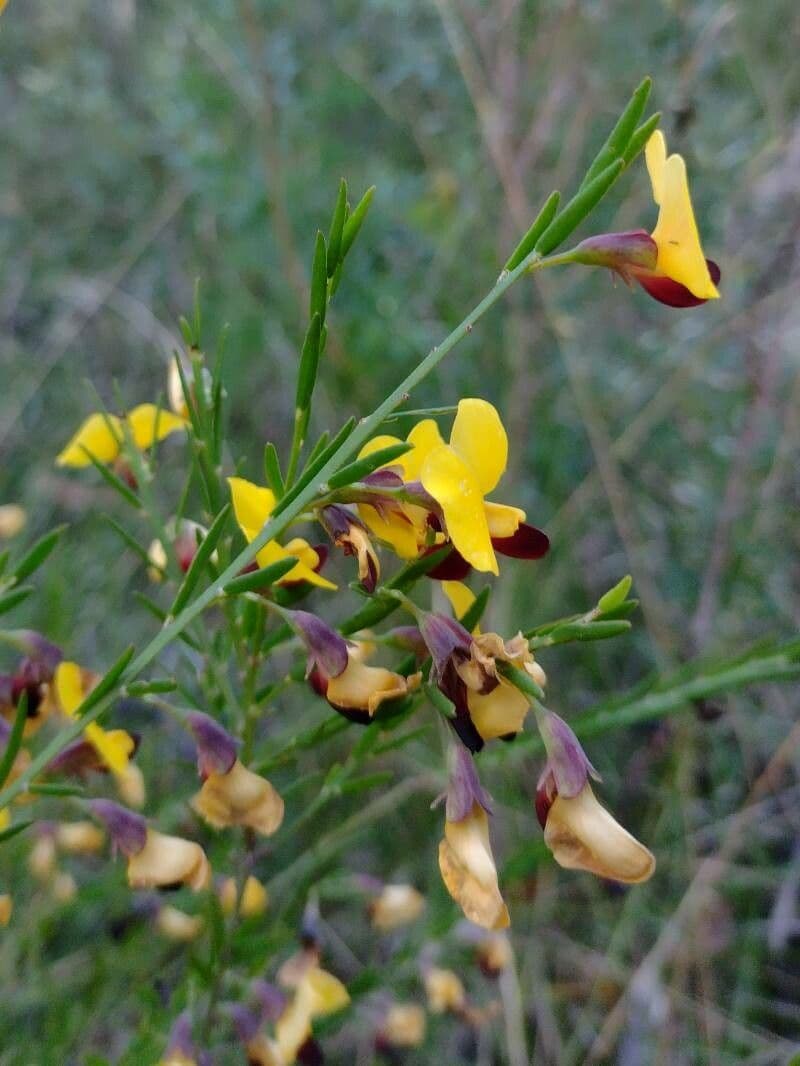 Bossiaea 3