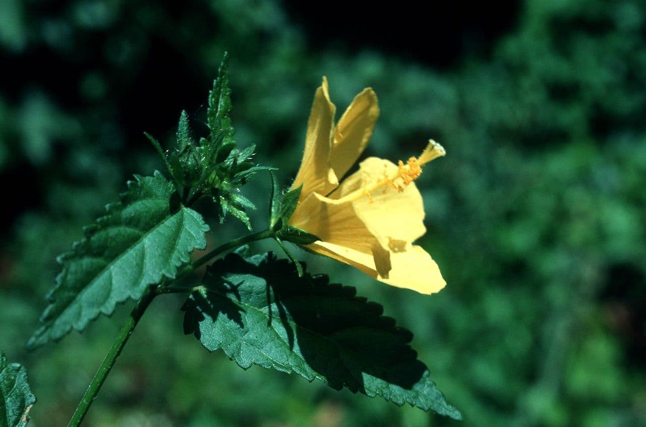 Pavonia spinosa 6
