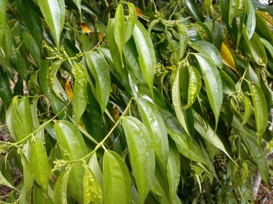 Miconia minutiflora 12