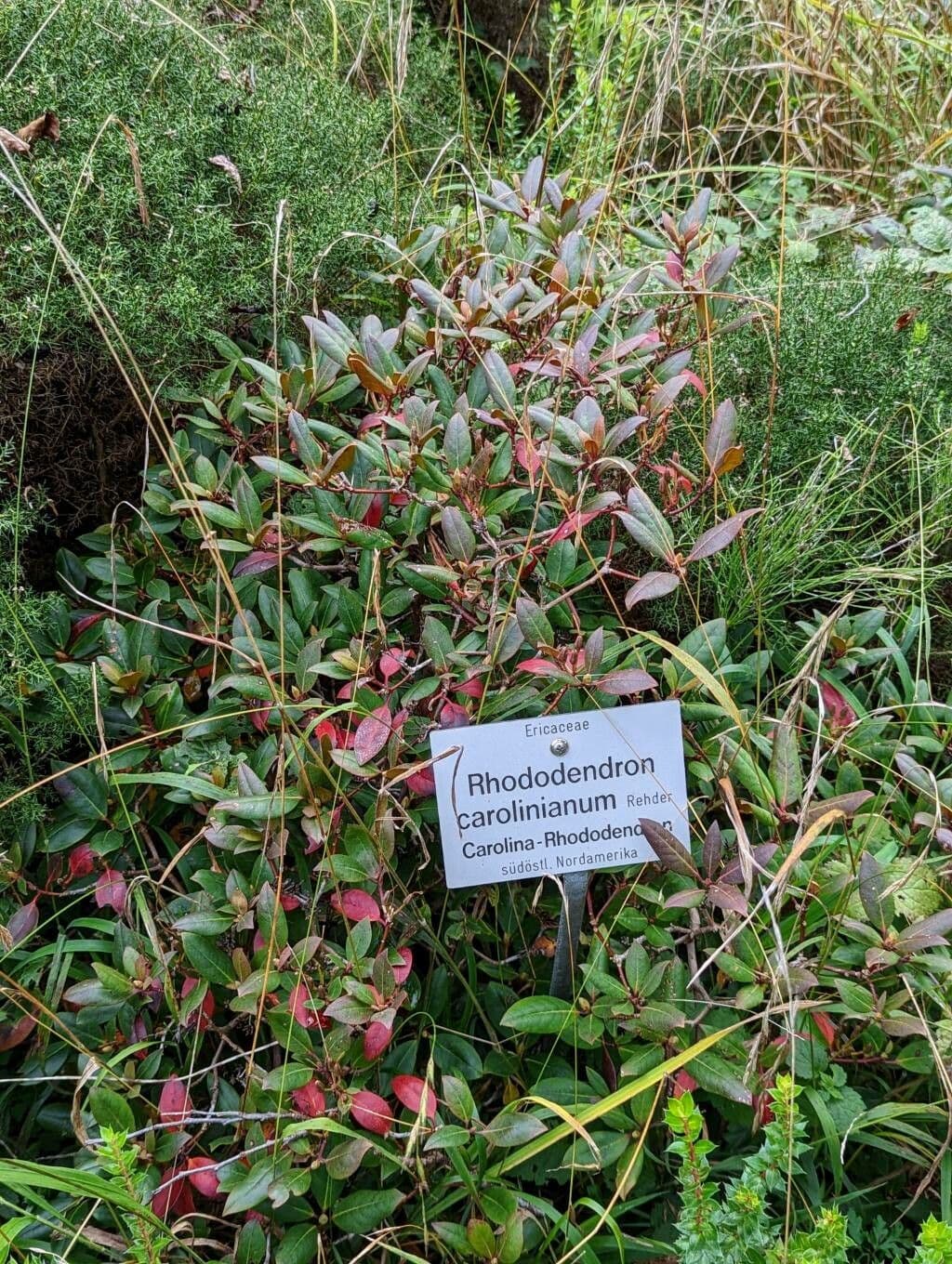 Rododendron karolínský 4
