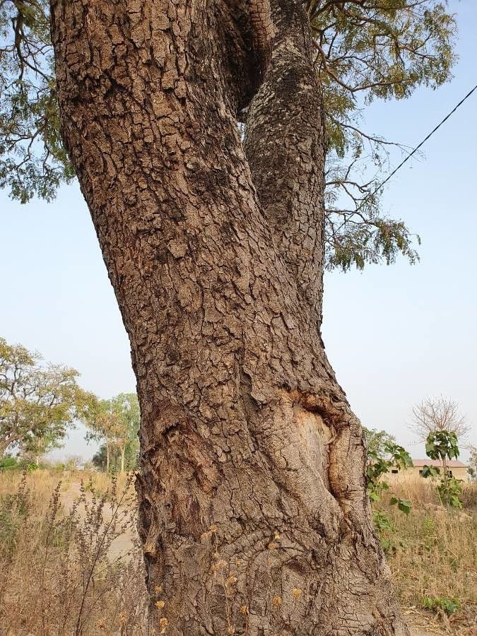 Parkia biglobosa 9
