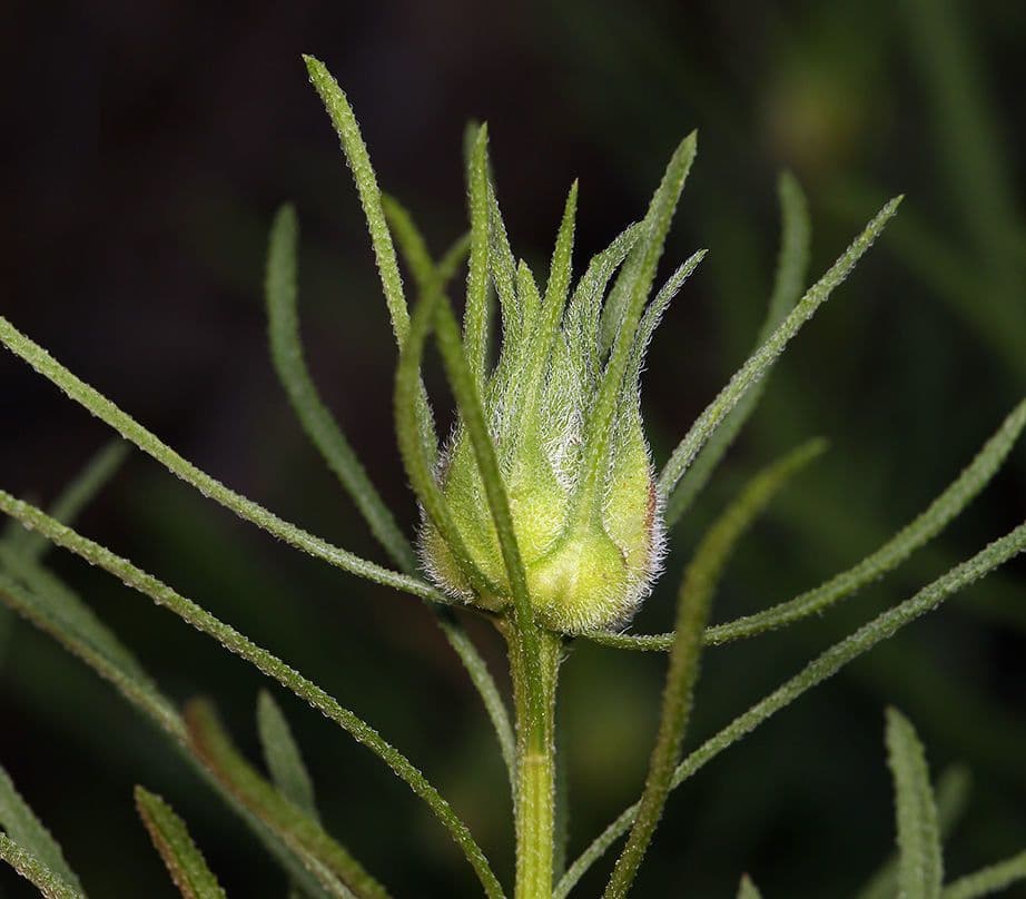 Erigeron 5