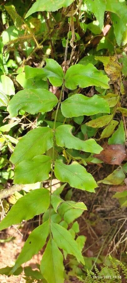 Anemia phyllitidis 11
