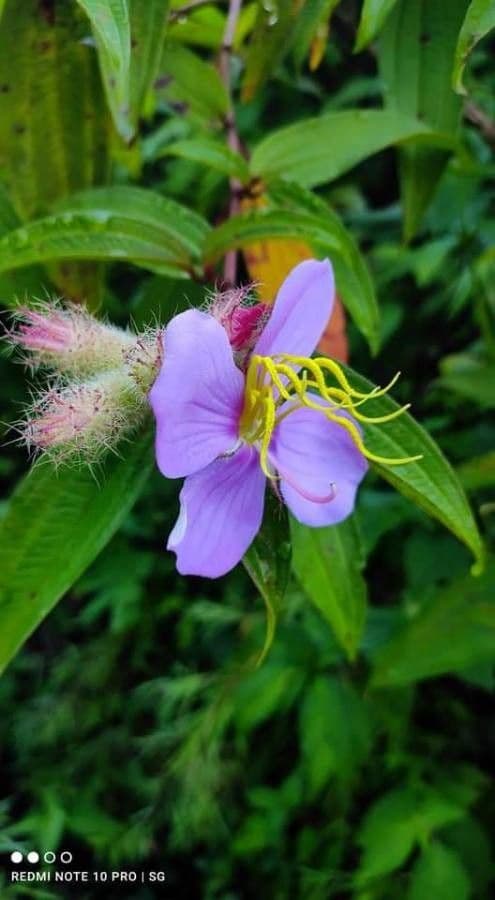 Osbeckia