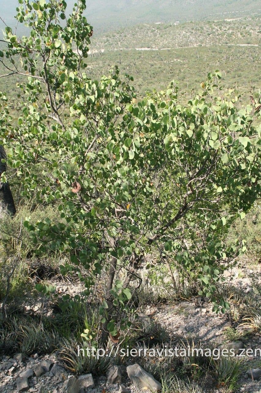 Bauhinia 7