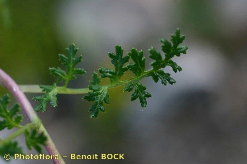 Pedicularis kerneri 18